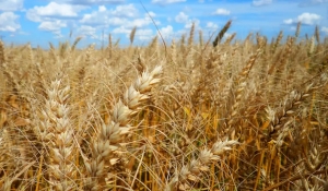 Calor prejudica lavoura de café, soja e arroz, diz especialista
