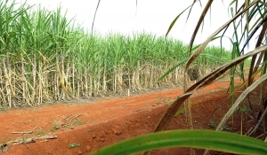 Conab estima produção de 663,4 milhões de toneladas de cana
