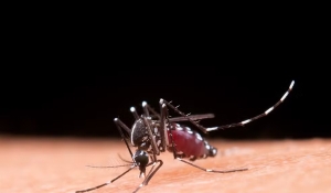 Paraíba confirma quinta morte por dengue em 2024