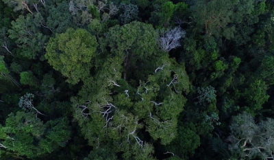 Florestas públicas serão concedidas para gerar crédito de carbono