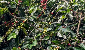 Safra de café deve crescer 2,7% e chegar a 56 milhões de sacas em 2025