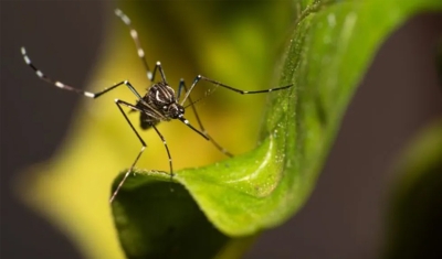 Risco de infestação do aedes aegypti em João Pessoa passa de baixo para médio em três meses