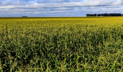 Brasil supera EUA e se torna maior exportador de milho do mundo