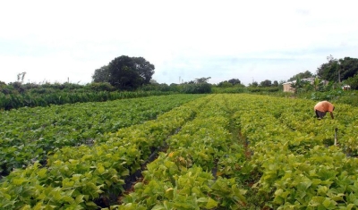 Conselho eleva limites de financiamento para a agricultura familiar