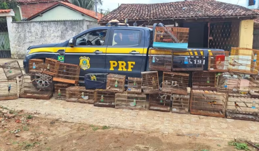 Operação resgata mais de 200 animais silvestres na Paraíba