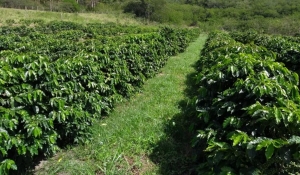 Areia sedia 1º encontro sobre cafeicultura no Brejo e impulsiona o setor na região