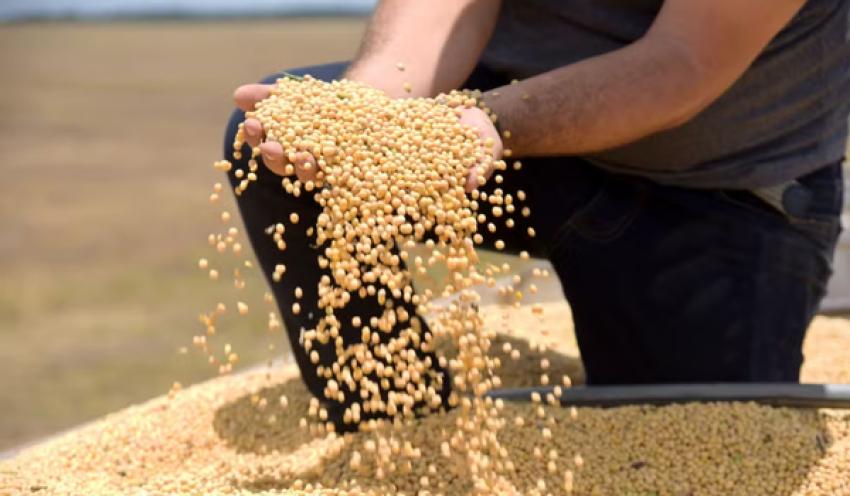 Tarifaço deve atingir 36,5% das exportações do agro para os EUA, diz CNA