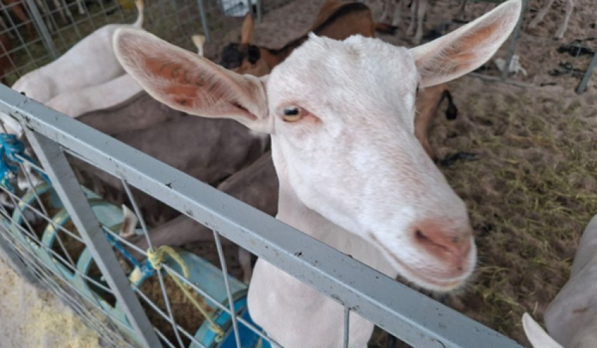 São Bento promove a 2ª Expo Agro a partir desta quinta-feira com apoio da Sedap-PB