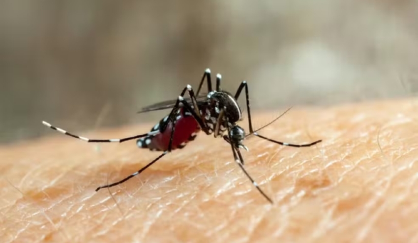 Paraíba registra mais de 5 mil casos de dengue, zika e chikungunya até maio de 2025