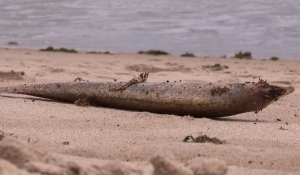 Sudema descarta poluição como causa da morte de moreias encontradas em praias de João Pessoa e investiga ação humana