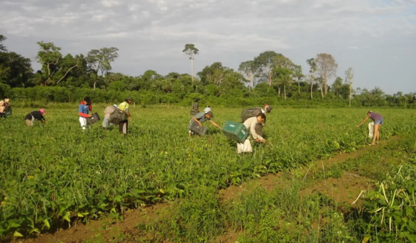 CMN reduz para R$ 200 mil limite de enquadramento no Proagro