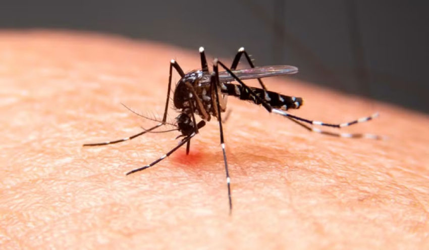 Paraíba registra mais de 4,2 mil casos e 6 mortes por dengue no primeiro semestre de 2026